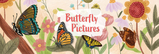 Butterfly Pictures