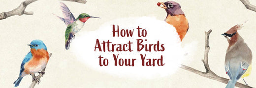 How to Attract Birds to Your Yard