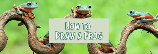 How to Draw a Frog