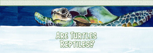 Are Turtles Reptiles?