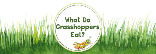 What Do Grasshoppers Eat?