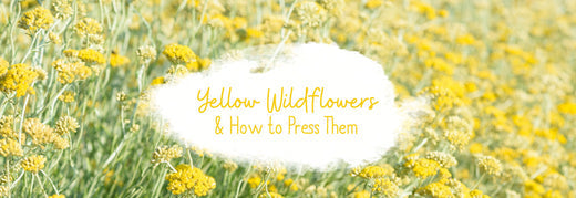 Yellow Wildflowers (& How to Press Flowers)