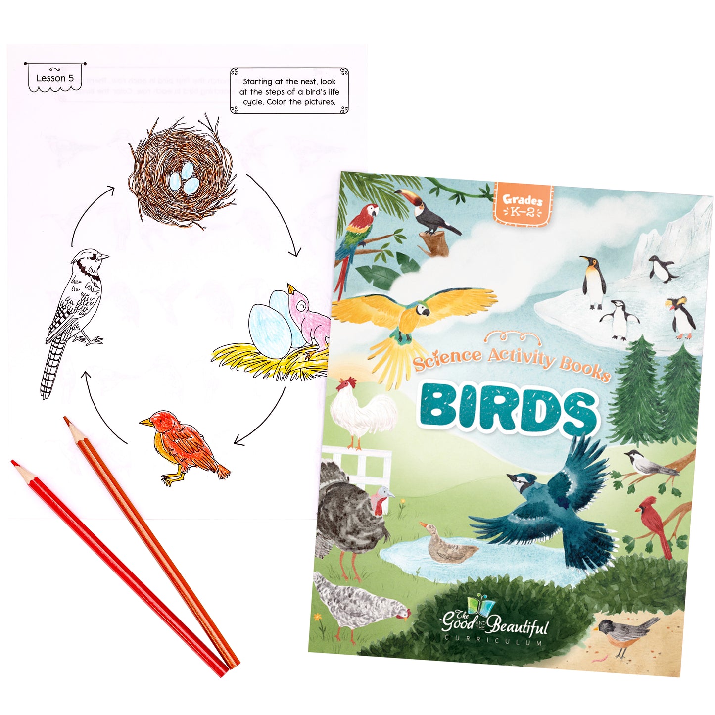 Birds: Science Activity Book