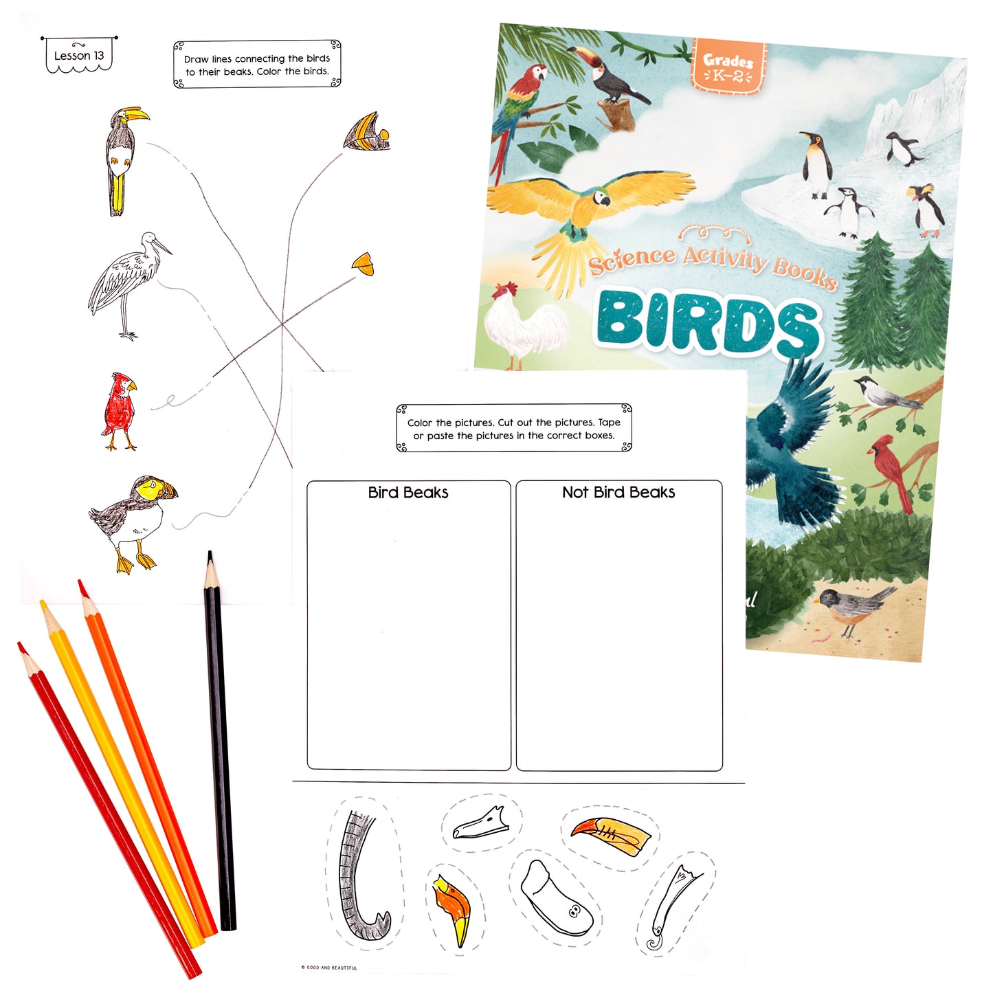 Birds: Science Activity Book