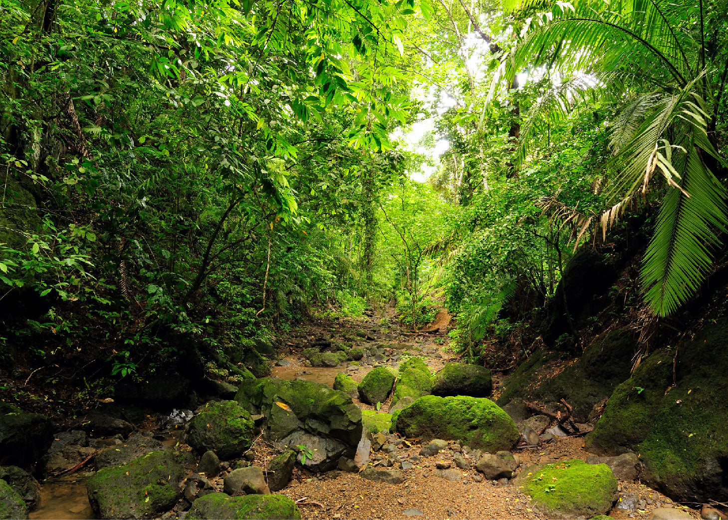 Central America Jungle