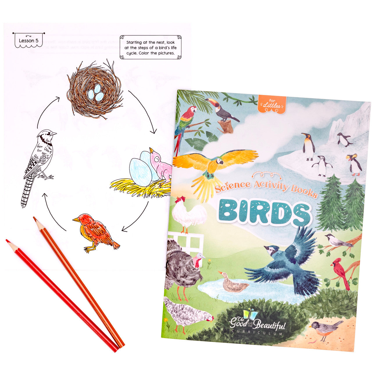 Birds: Science Activity Book