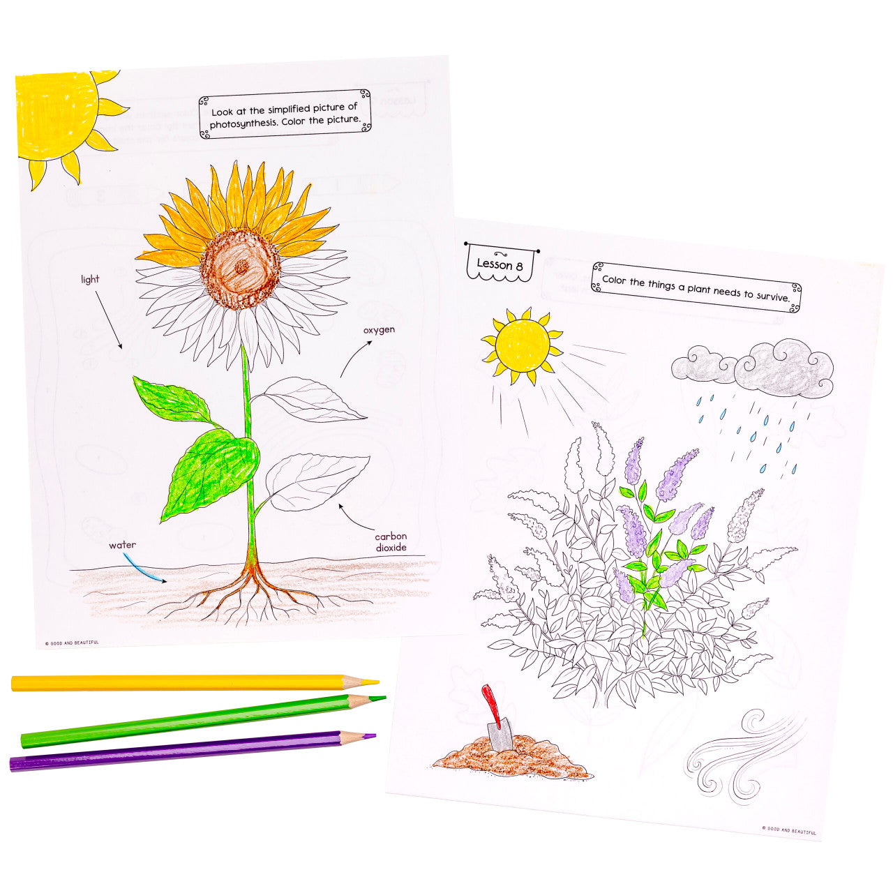 Botany: Science Activity Book