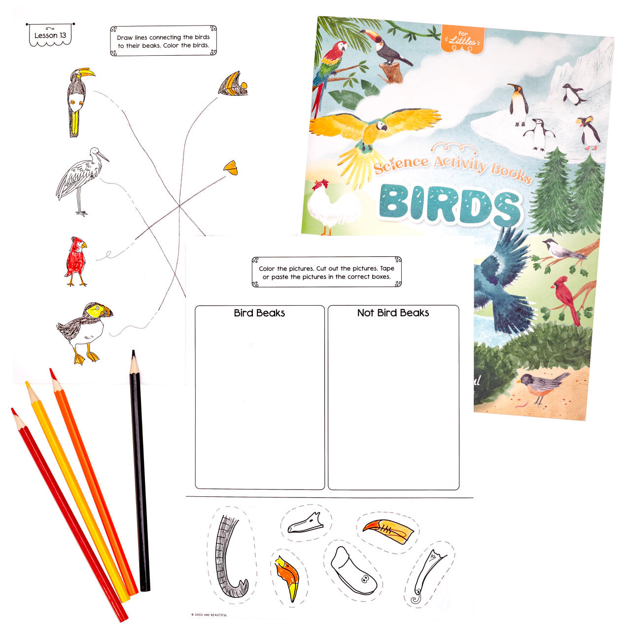 Birds: Science Activity Book