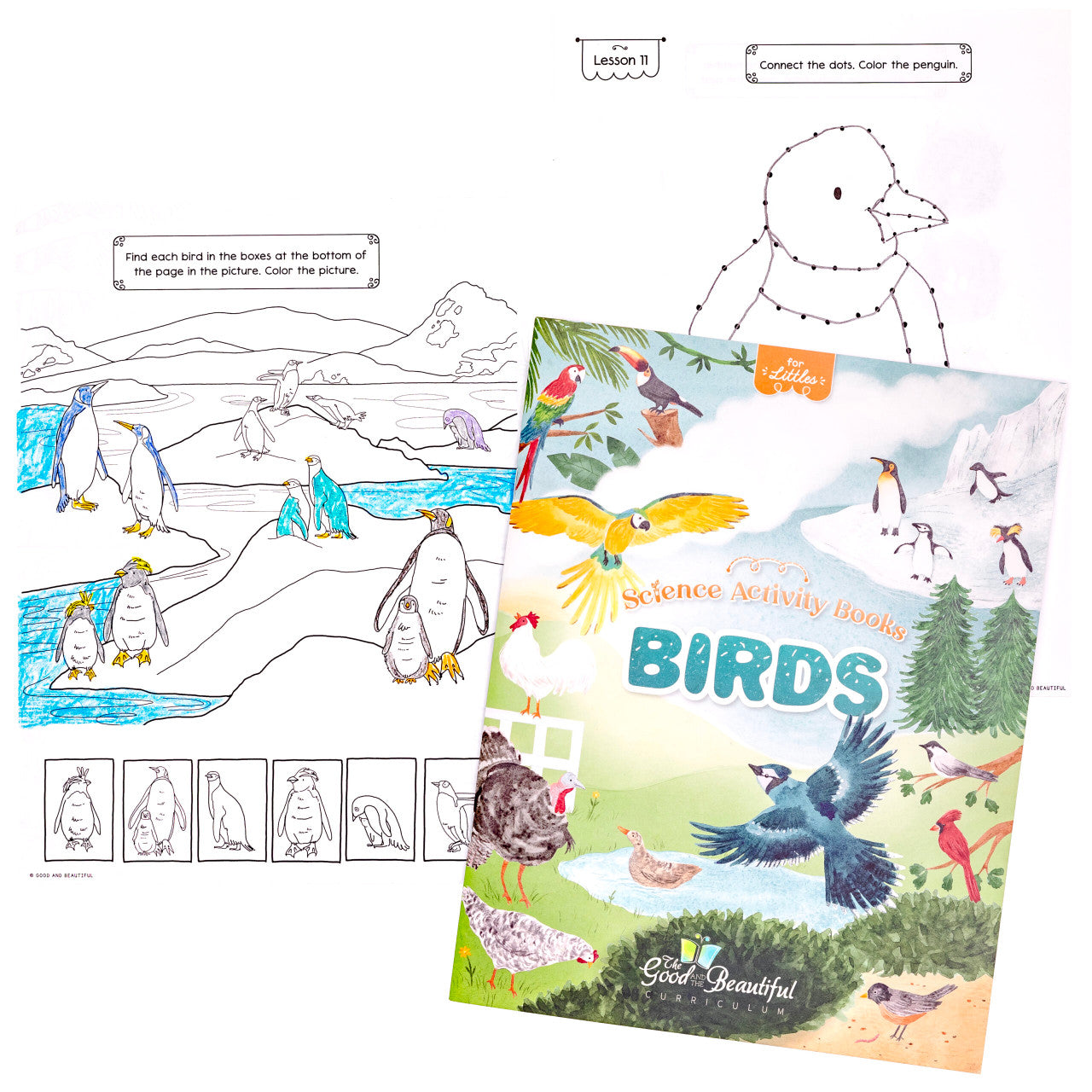 Birds: Science Activity Book