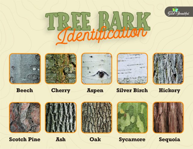 Tree Bark Identification - The Good and the Beautiful