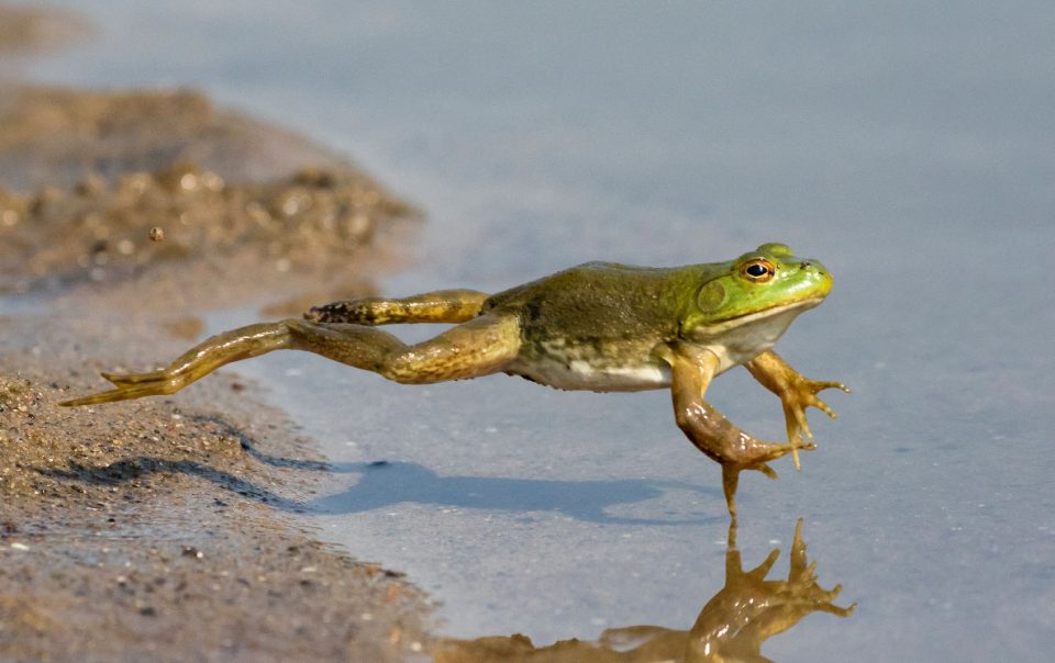 Baby Frogs - The Good and the Beautiful