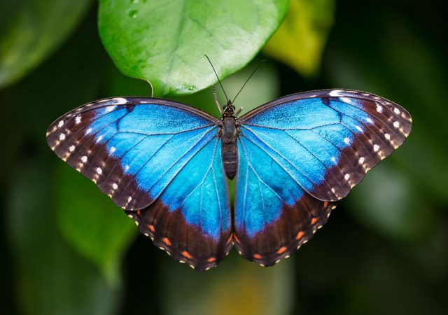 Butterfly Pictures - The Good and the Beautiful