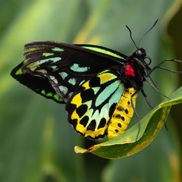 Butterfly Pictures - The Good and the Beautiful