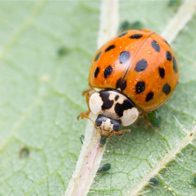 Ladybug Crafts - The Good and the Beautiful