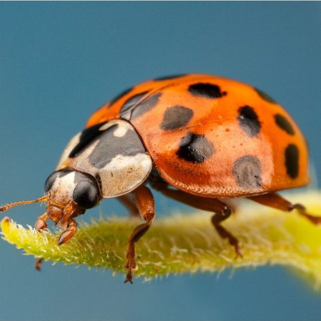 Ladybug Crafts - The Good and the Beautiful